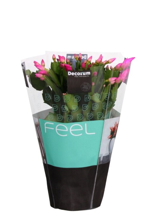 Декабрист ярко-розовый ⌀10 