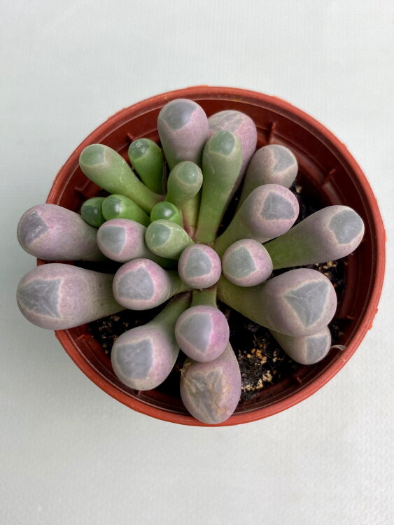 Фенестрария Аурантика ⌀5 