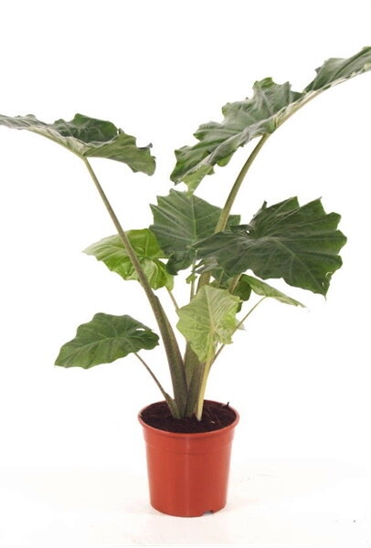 Алоказия Портодора ⌀21 90 см 