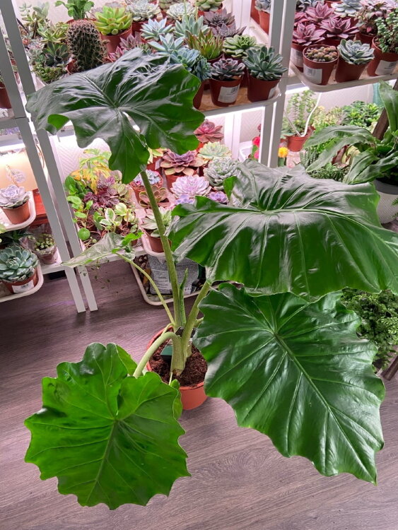 Алоказия Портодора ⌀21 90 см 