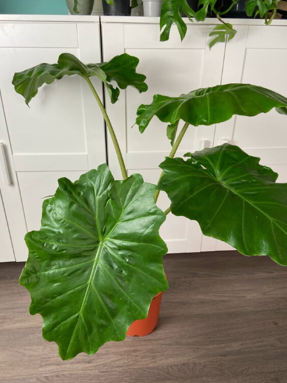 Алоказия Портодора ⌀21 90 см 