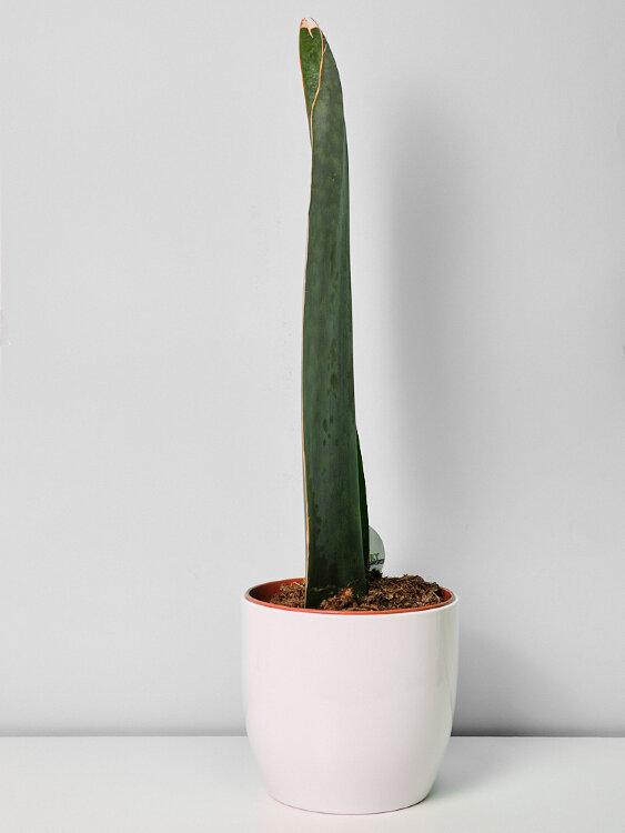 Сансевиерия Масониана Биг Лиф ⌀14 50 см 