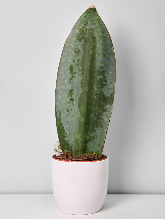 Сансевиерия Масониана Биг Лиф ⌀14 50 см 