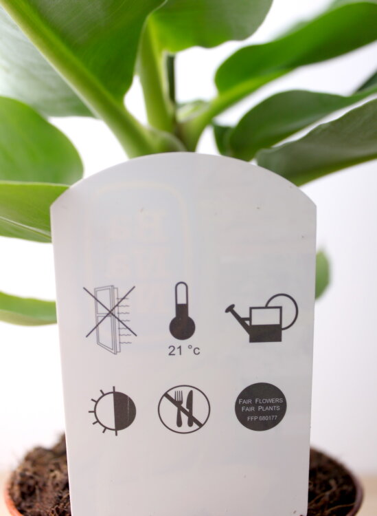 Муса (Банан) Тропикана ⌀17 45 см 