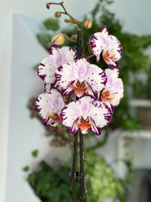 Орхидея Фаленопсис Мэджик Арт ⌀12 60 см