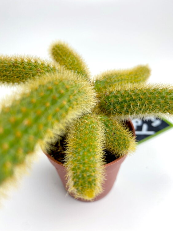 Клейстокактус Хильдевинтера Ауреспина ⌀5 
