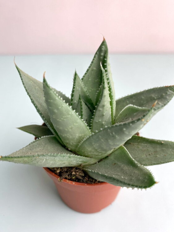 Хавортия Саванна ⌀5 