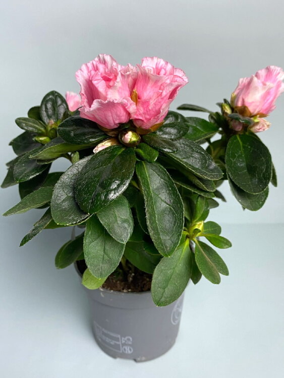 Азалия биколор ⌀9 