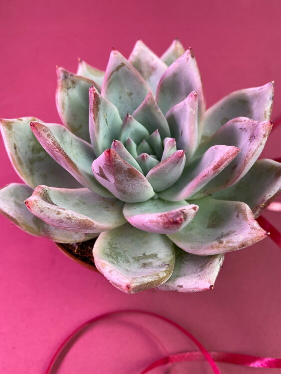 Эхеверия Беатрис ⌀8 