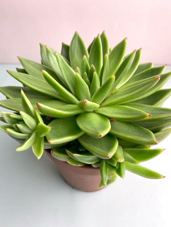 Эхеверия Миранда ⌀12 