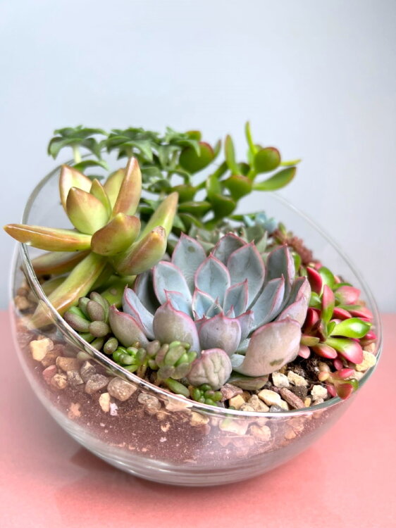 Флорариум с суккулентами c косым срезом мини 