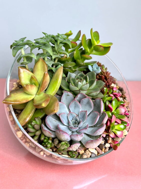 Флорариум с суккулентами c косым срезом мини 