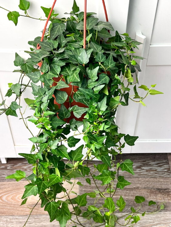 Хедера хеликс Вилко ⌀19 80 см 