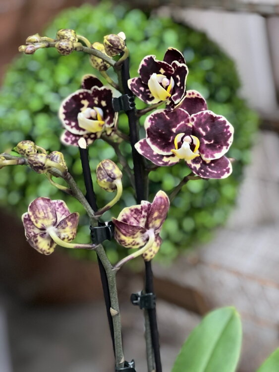 Орхидея Фаленопсис Уитни ⌀12 40 см 