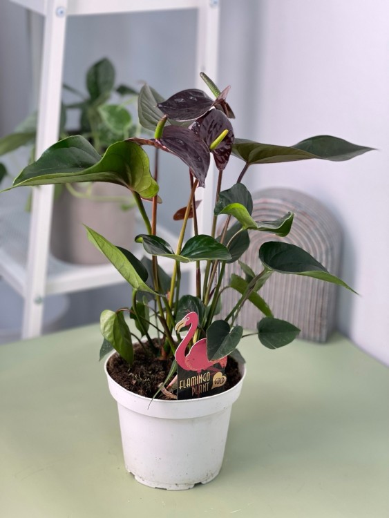 Антуриум Чёрный Париж Блэк ⌀14 40 см 