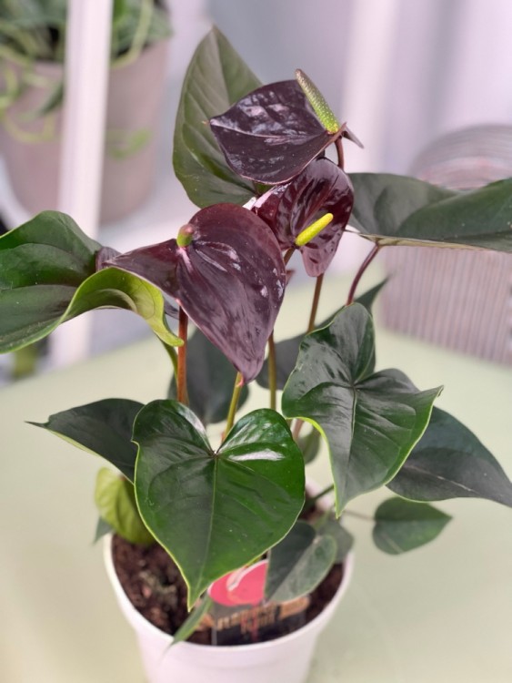 Антуриум Чёрный Париж Блэк ⌀14 40 см 