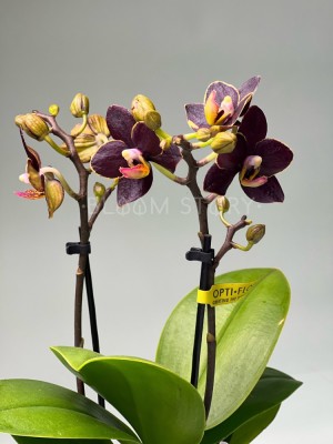 Орхидея Мультифлора мини Эсми ⌀7 20 см