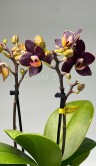 Орхидея Мультифлора мини Эсми ⌀7 20 см 