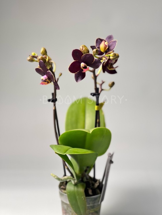 Орхидея Мультифлора мини Эсми ⌀7 20 см 