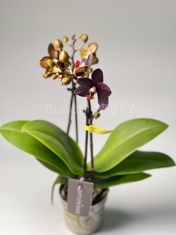 Орхидея Мультифлора мини Эсми ⌀7 20 см 