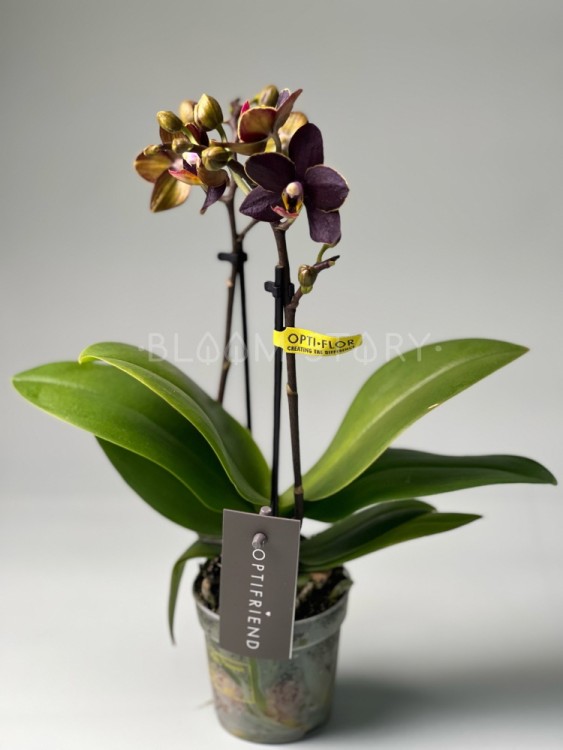 Орхидея Мультифлора мини Эсми ⌀7 20 см 