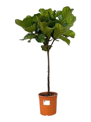 Фикус Лирата штамб ⌀27 130 см