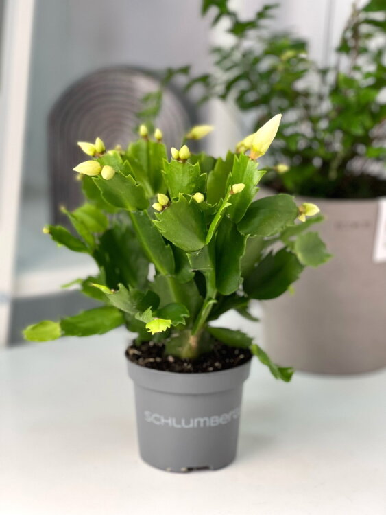 Декабрист белый ⌀10 