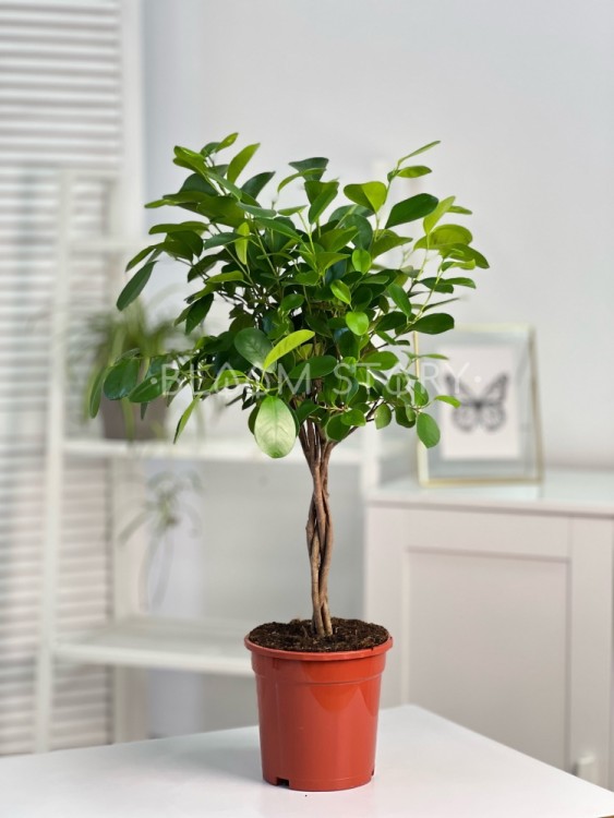 Фикус микрокарпа Моклейм переплетенный ⌀17 70 см 