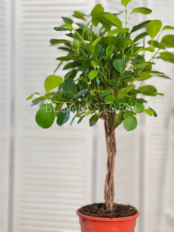 Фикус микрокарпа Моклейм переплетенный ⌀17 70 см 