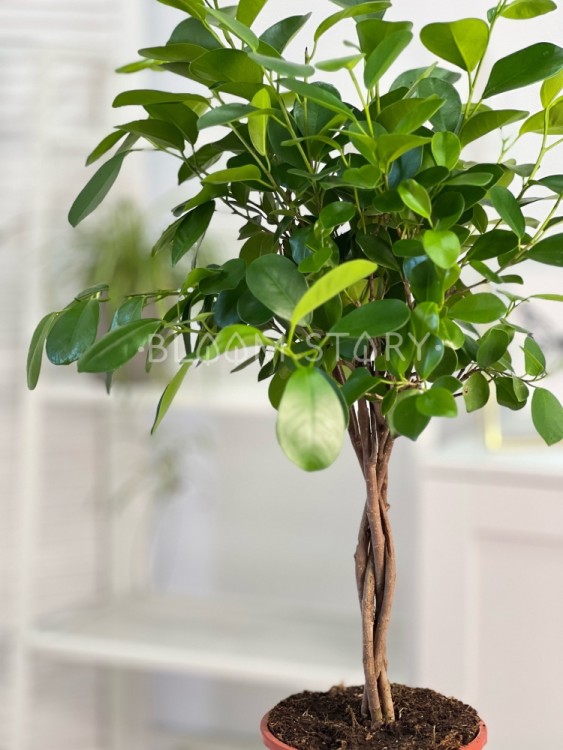 Фикус микрокарпа Моклейм переплетенный ⌀17 70 см 