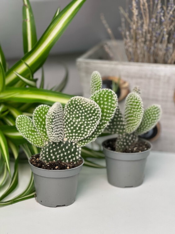 Опунция Альбата ⌀5 