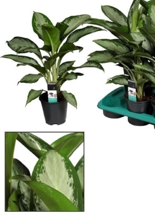 Аглаонема Клеопатра ⌀17 40 см 