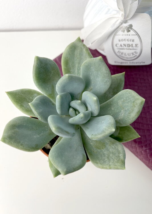 Пахиверия Грей ⌀5 