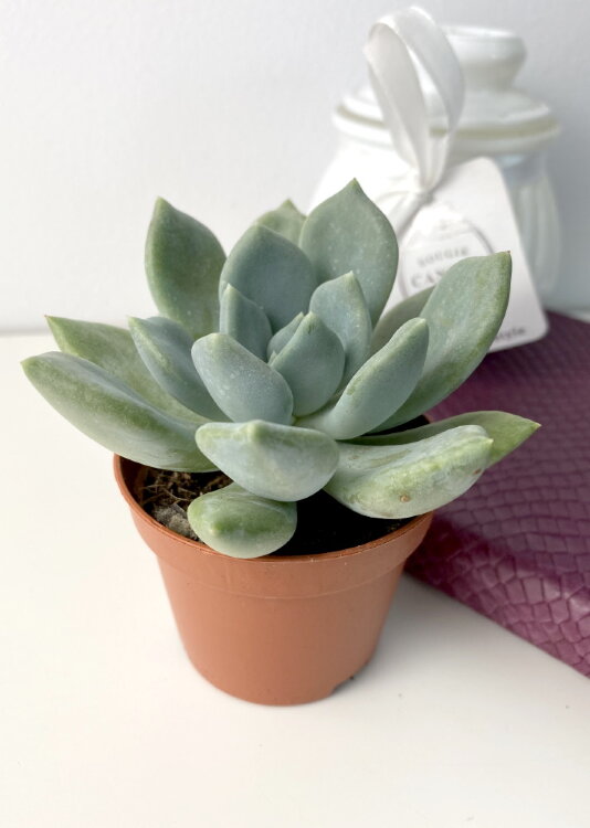 Пахиверия Грей ⌀5 