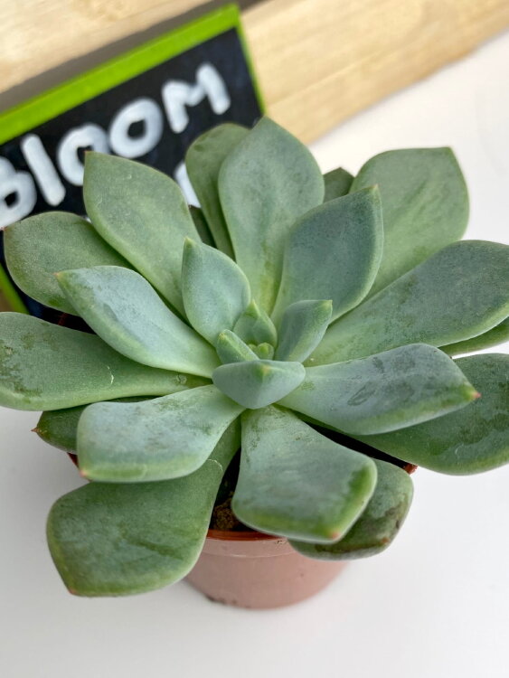 Пахиверия Грей ⌀5 