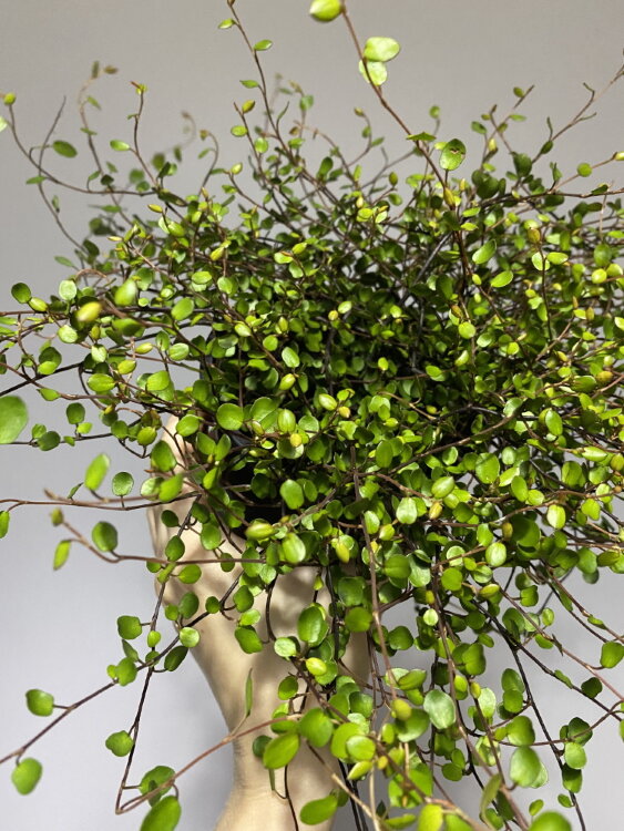 Мюленбекия ⌀10 