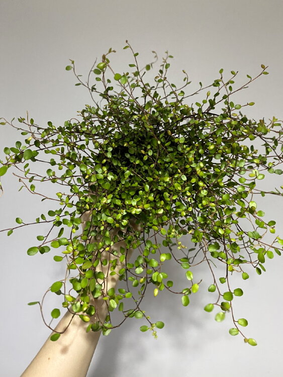 Мюленбекия ⌀10 