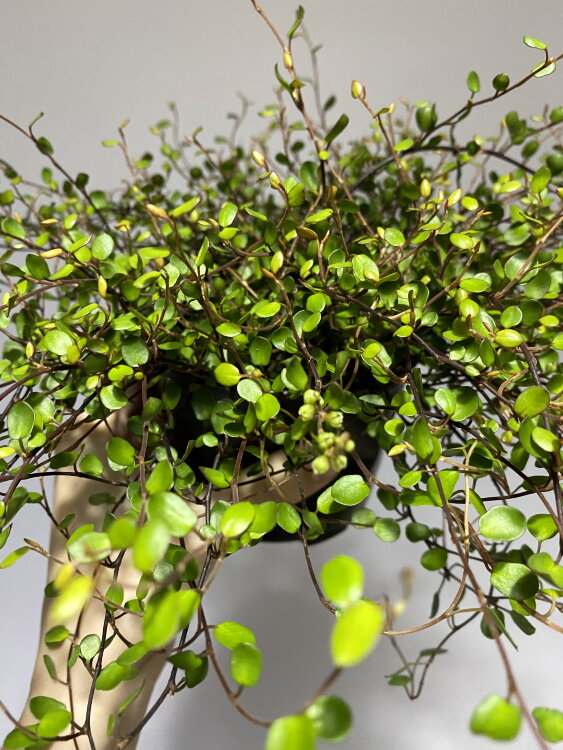 Мюленбекия ⌀10 