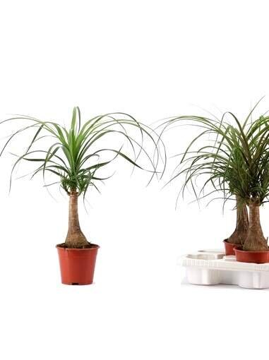 Нолина Рекурвата штамб ⌀12 40 см 