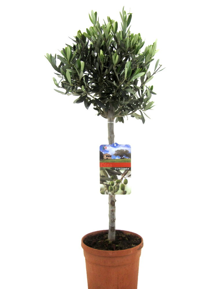 Дерево оливы в горшке. Оливковое дерево (d-12, н-25). Олива европейская комнатная. Олива европейская в горшке. Оливковое дерево в горшке.