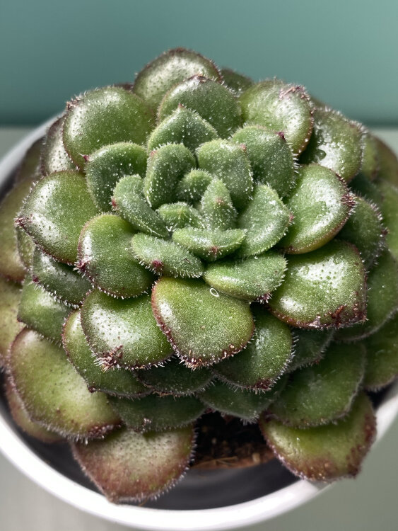 Эхеверия Кэррол 