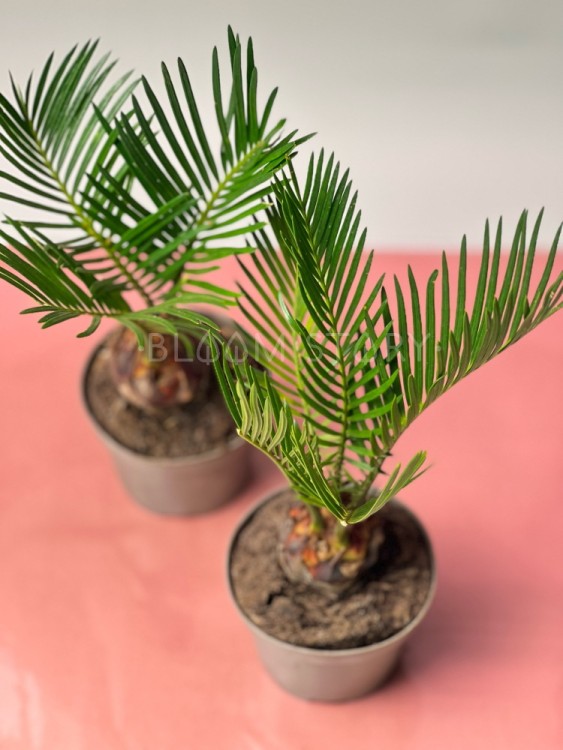 Цикас ⌀9 30 см 