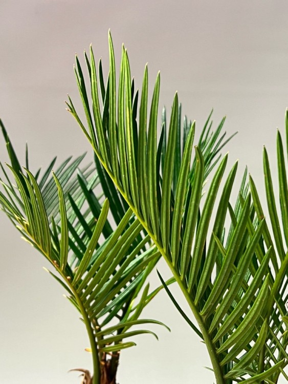 Цикас ⌀9 30 см 