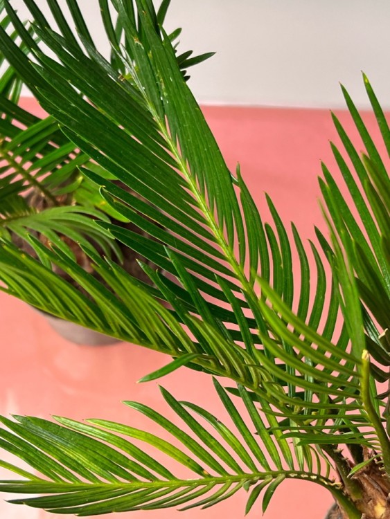 Цикас ⌀9 30 см 