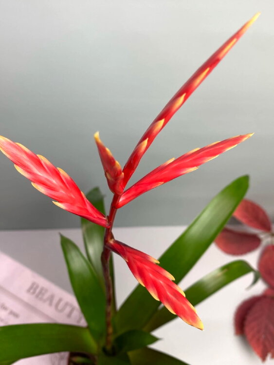 Вриезия Элан ⌀9 