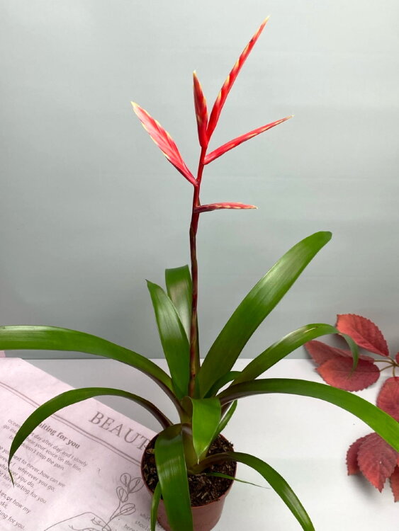 Вриезия Элан ⌀9 