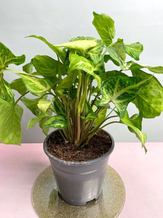 Сингониум Эрроу ⌀14 35 см  Сингониум Эрроу ⌀14 35 см