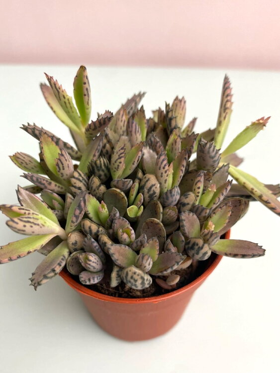 Каланхоэ Дегремона ⌀5 