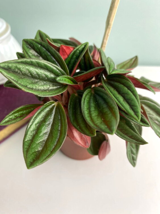 Пеперомия Россо ⌀7 