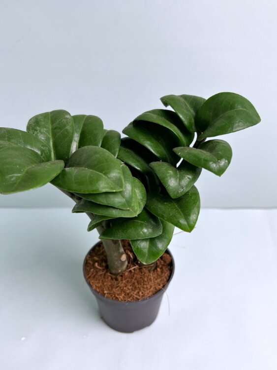 Замиокулькас Зензи ⌀6 15 см 